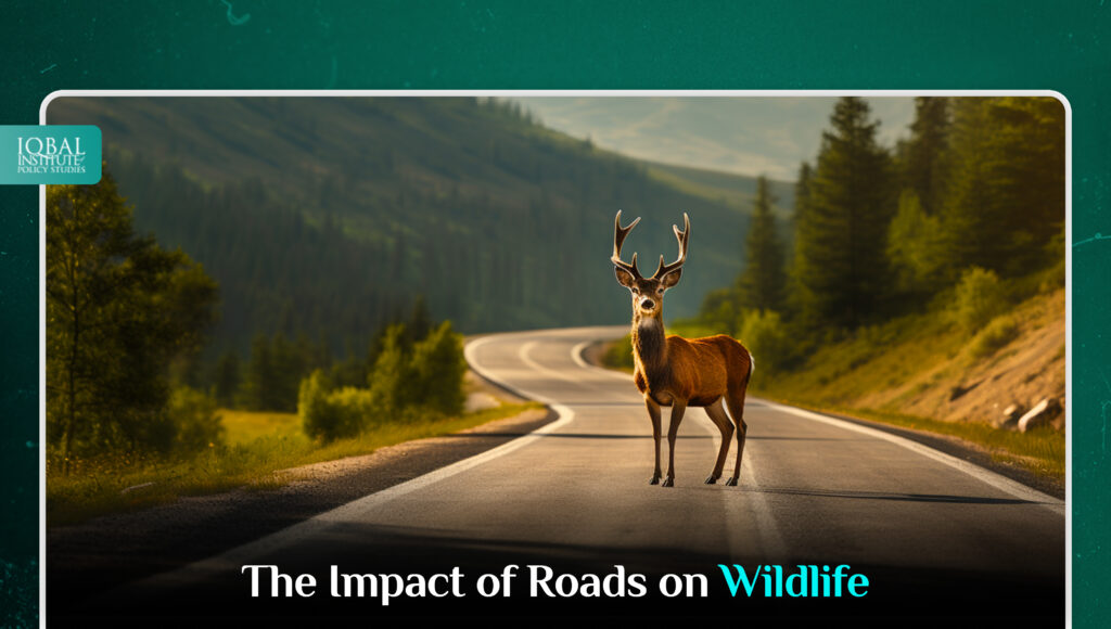 The Impact of Roads on Wildlife